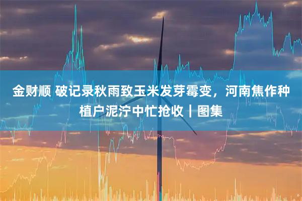 金财顺 破记录秋雨致玉米发芽霉变，河南焦作种植户泥泞中忙抢收｜图集